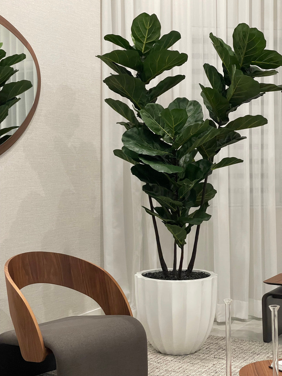 Santa Barbara Pot avec Pot avec Figuier Lyre Arbre