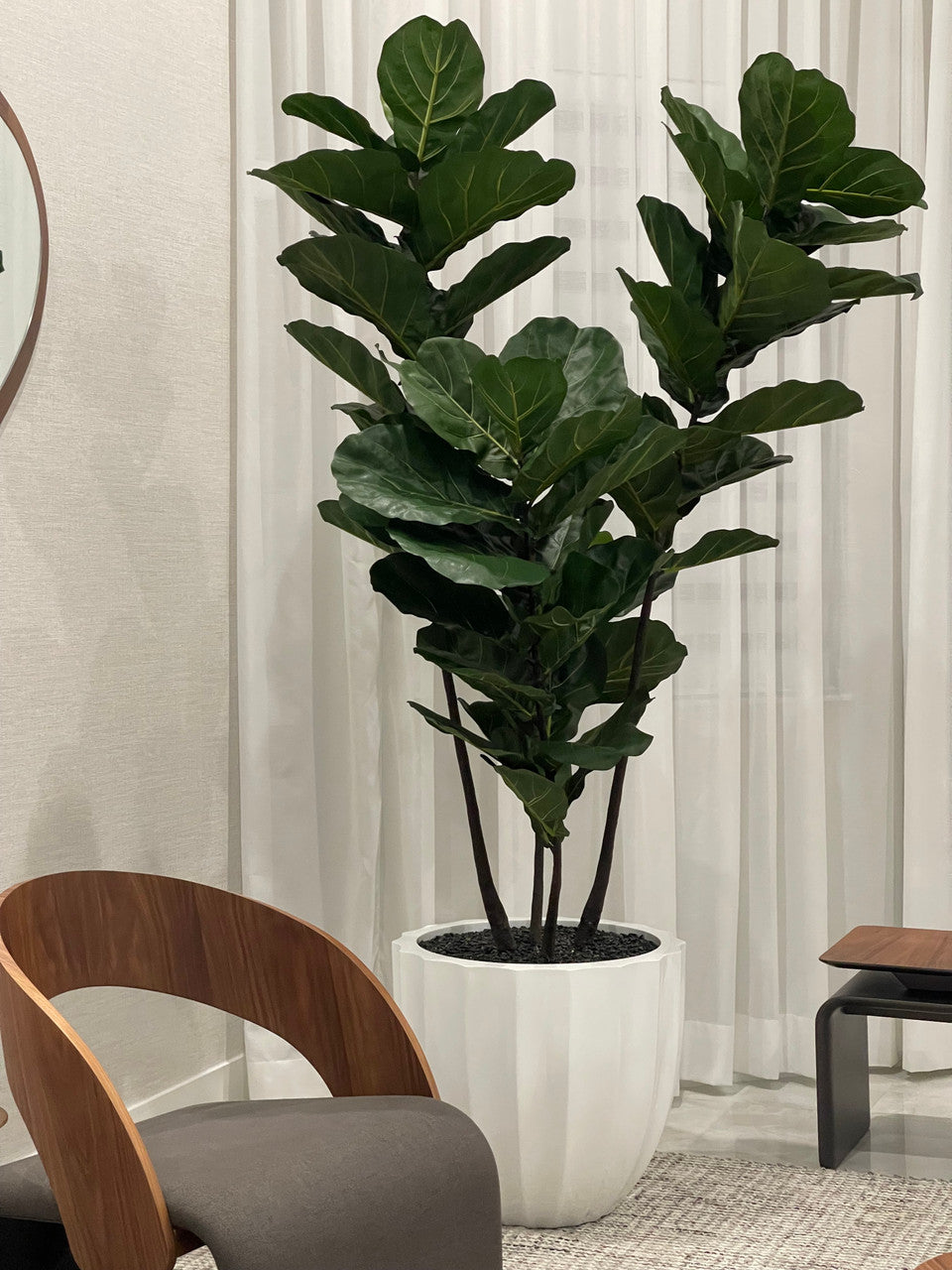 Santa Barbara Pot avec Pot avec Figuier Lyre Arbre