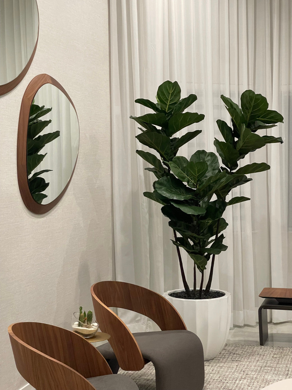 Santa Barbara Pot avec Pot avec Figuier Lyre Arbre