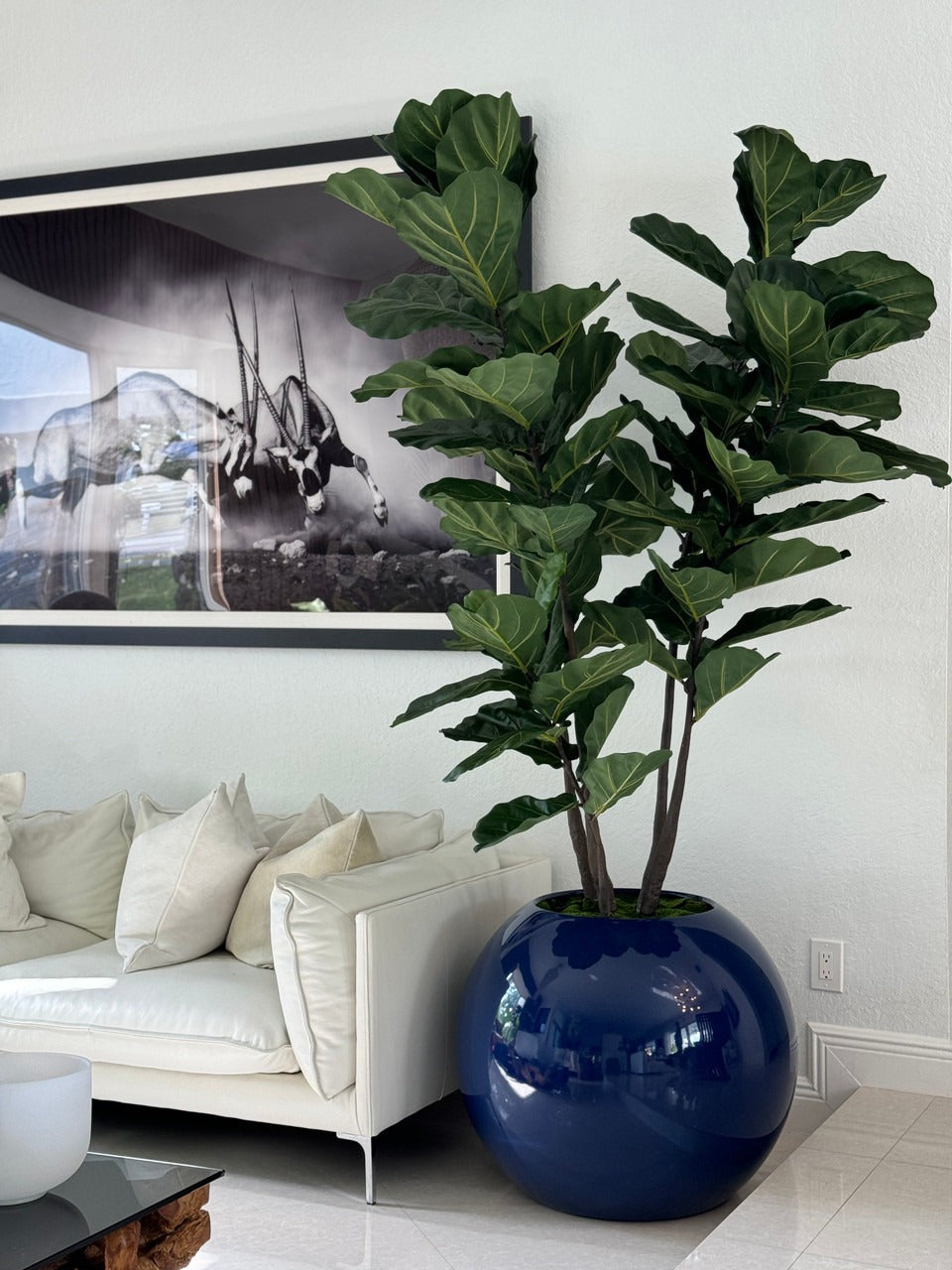 76 Cm Bleu Pot Globe avec Figuier Lyre Arbre