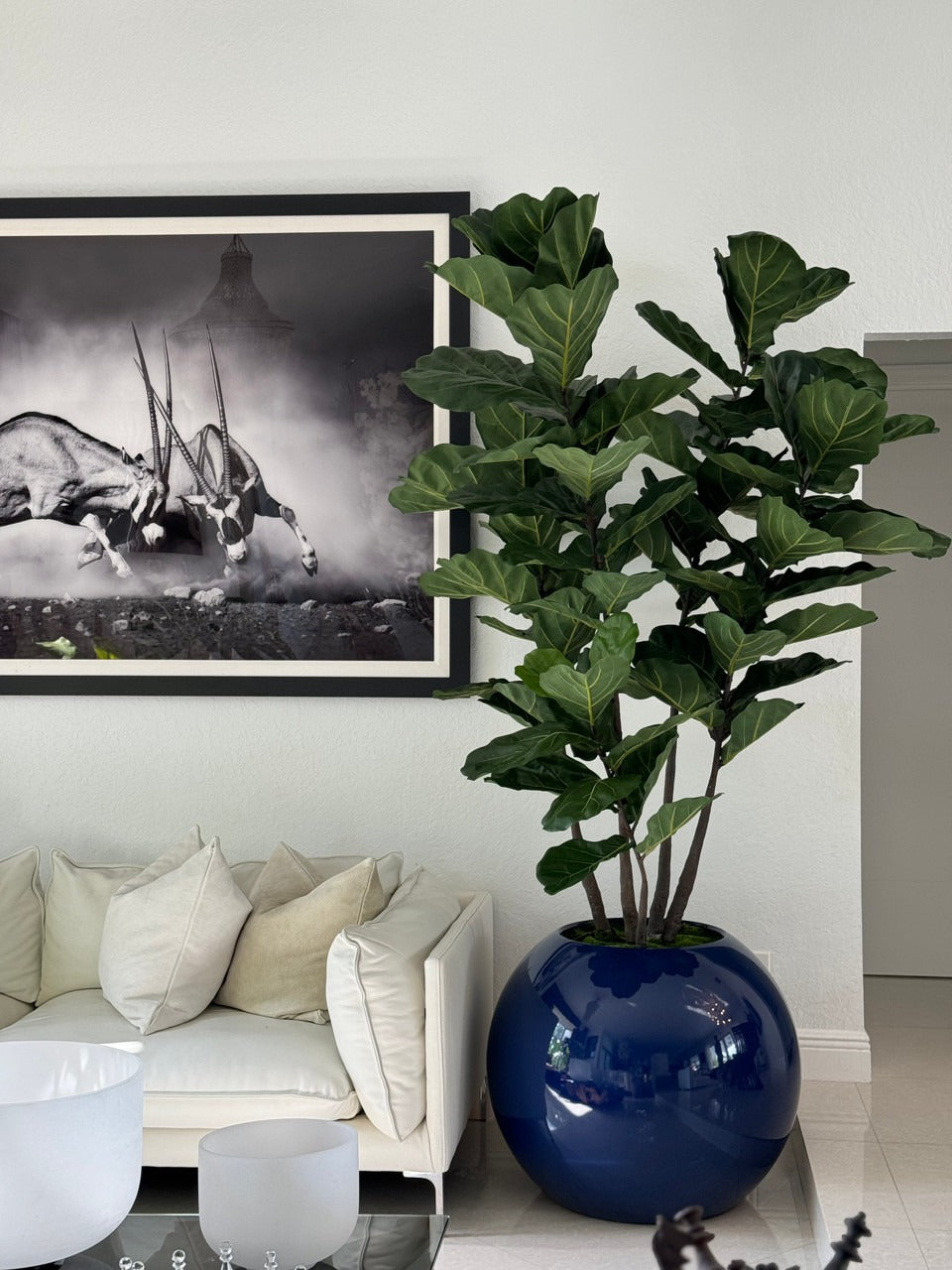 76 Cm Bleu Pot Globe avec Figuier Lyre Arbre