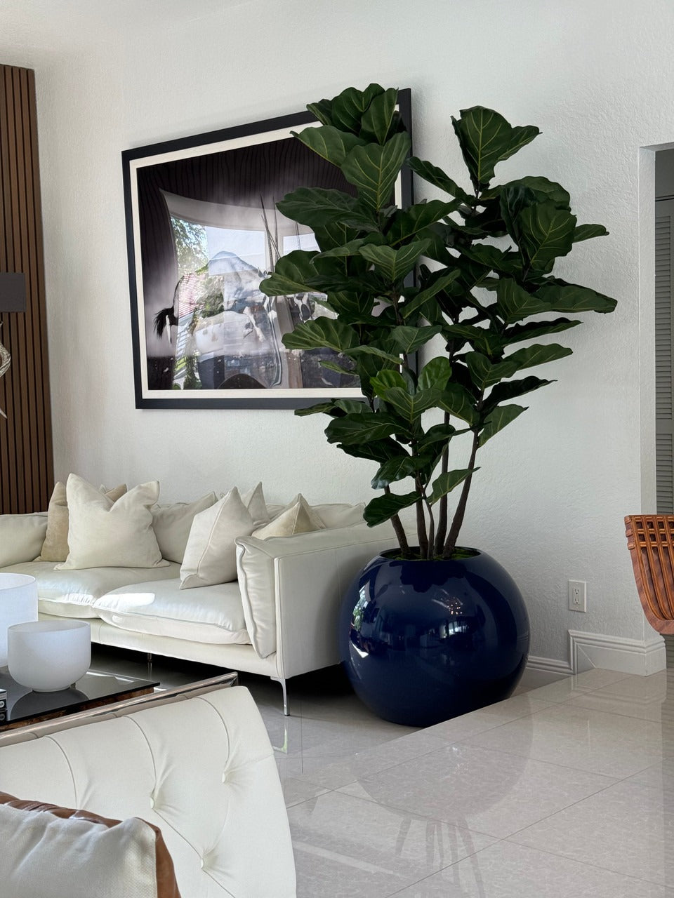 76 Cm Bleu Pot Globe avec Figuier Lyre Arbre