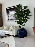 Moyen Prism Pot avec Figuier Lyre Arbre