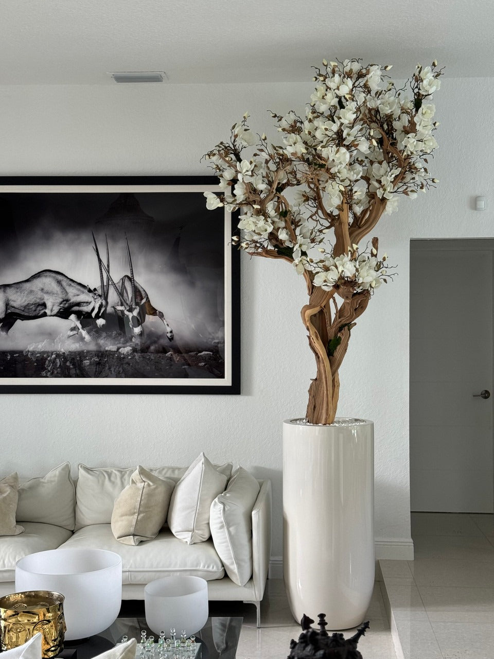 305 Cm Blanc Magnolia Arbre en Brillant Beige St. Tropez Pot