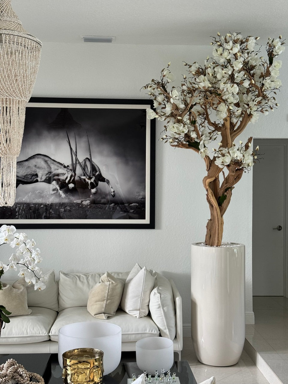 305 Cm Blanc Magnolia Arbre en Brillant Beige St. Tropez Pot