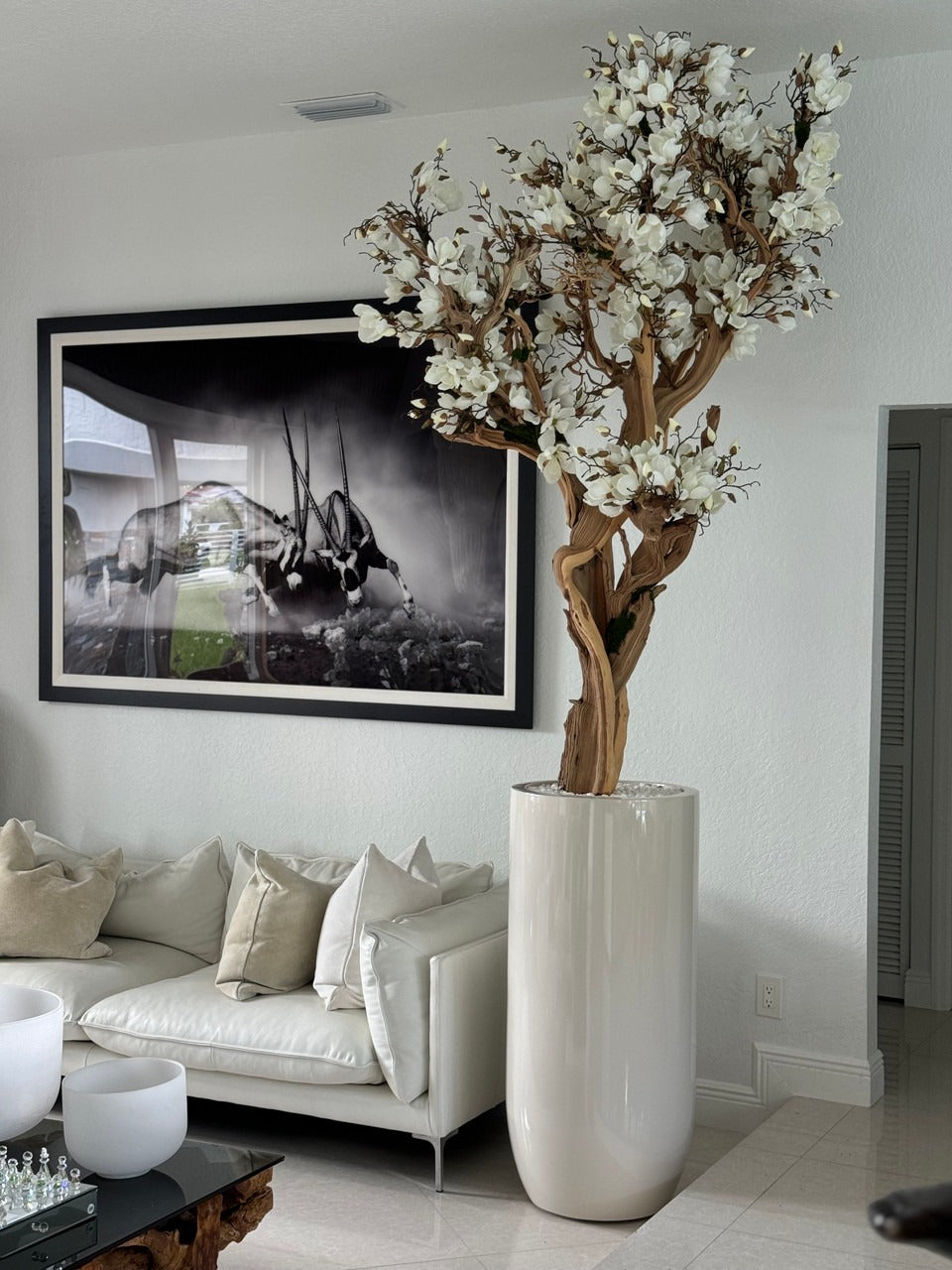 305 Cm Blanc Magnolia Arbre en Brillant Beige St. Tropez Pot