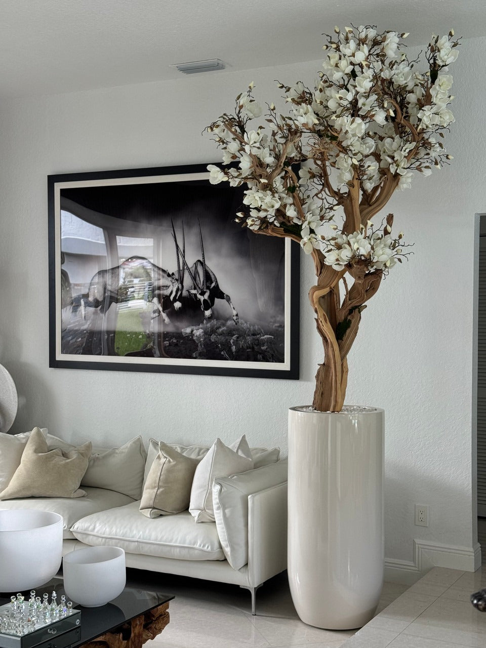305 Cm Blanc Magnolia Arbre en Brillant Beige St. Tropez Pot