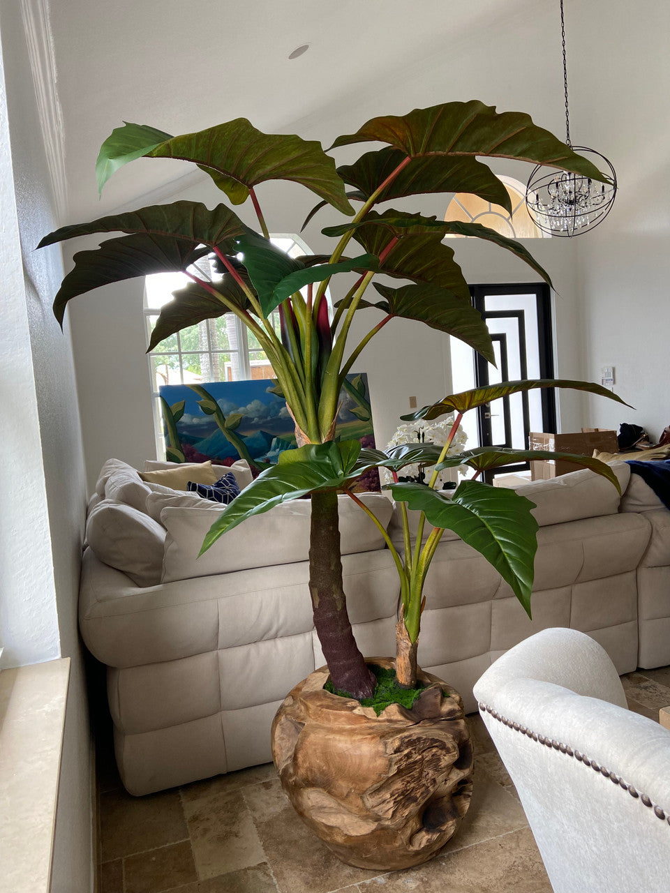 Xxl Coupe en Teck avec Alocasia Plante
