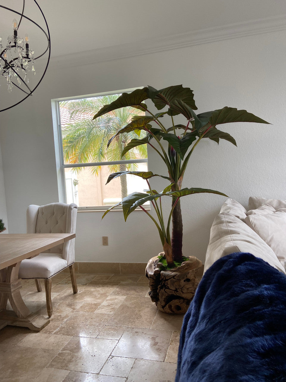 Xxl Coupe en Teck avec Alocasia Plante