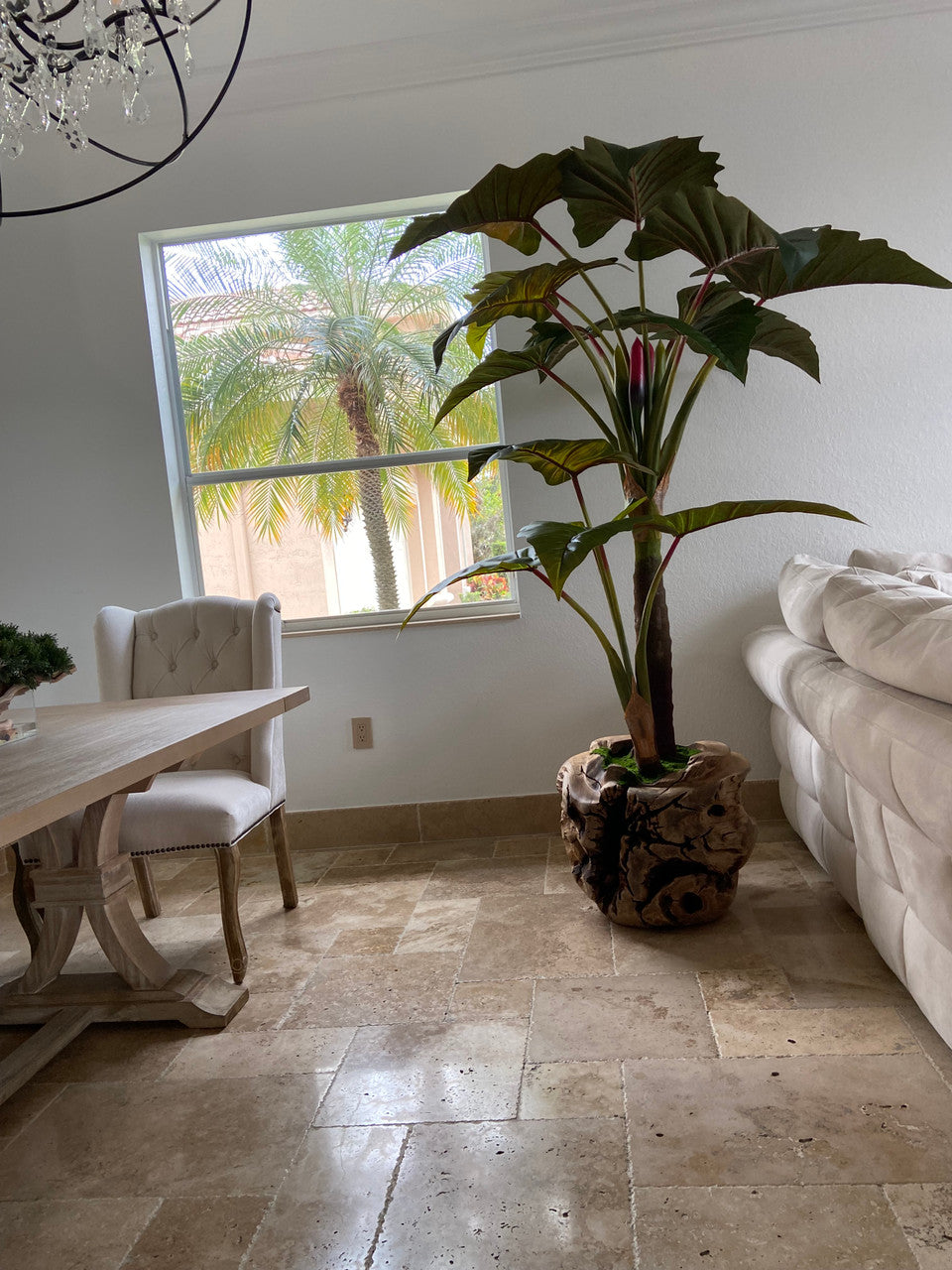 Xxl Coupe en Teck avec Alocasia Plante