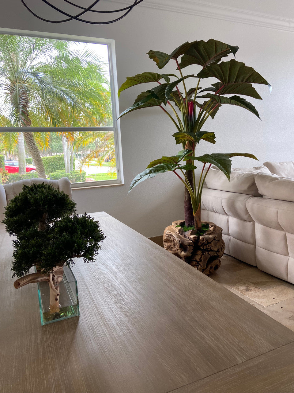 Xxl Coupe en Teck avec Alocasia Plante