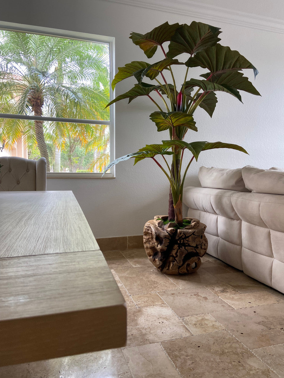 Xxl Coupe en Teck avec Alocasia Plante