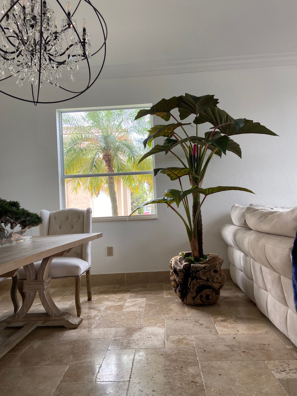Xxl Coupe en Teck avec Alocasia Plante