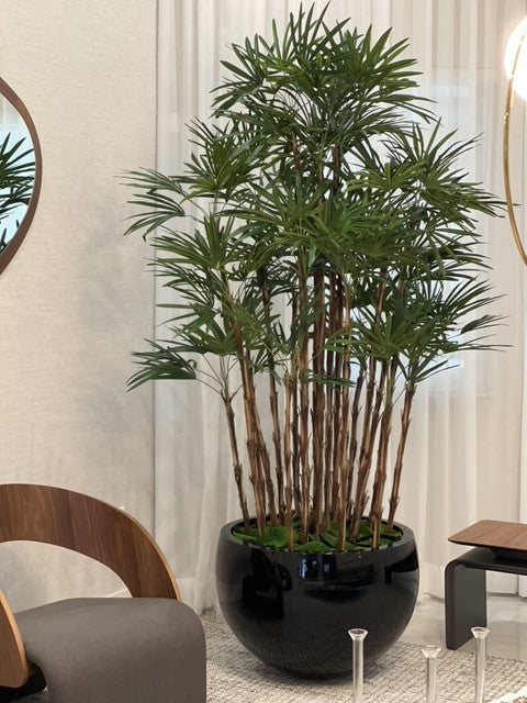 Noir Terragona Pot avec Palmier Rhapis
