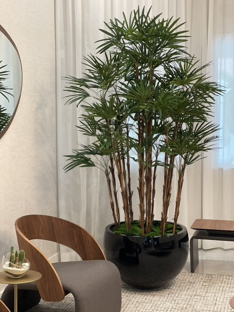 Noir Terragona Pot avec Palmier Rhapis