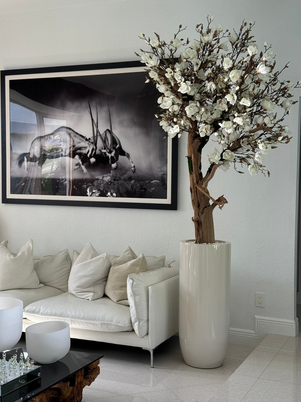 244 Cm Blanc Magnolia Arbre en Brillant Beige St. Tropez Pot