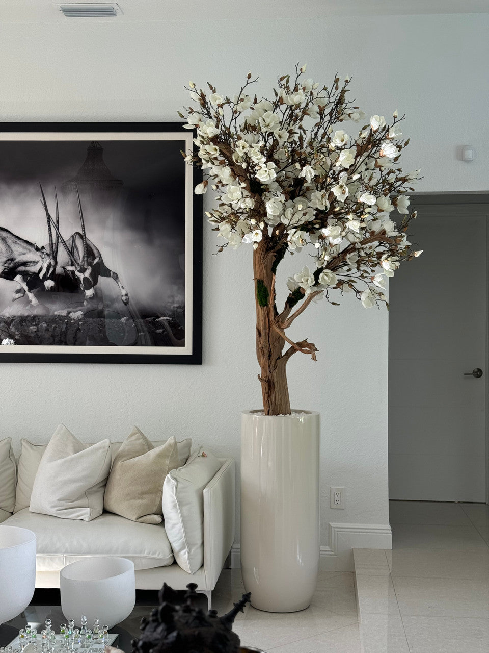 Brillant Beige St. Tropez Pot avec Personnalisé Made Magnolia Arbre