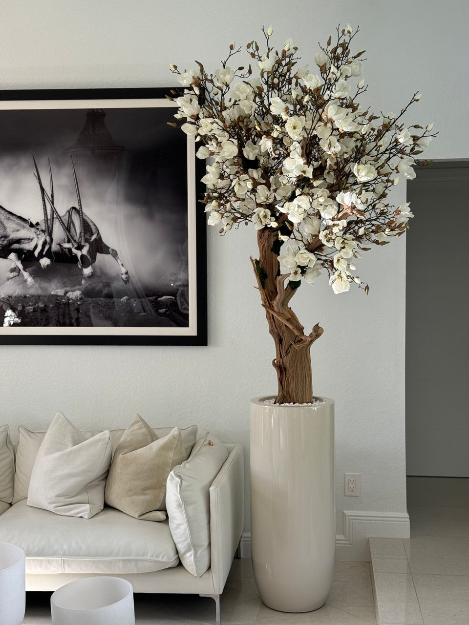 244 Cm Blanc Magnolia Arbre en Brillant Beige St. Tropez Pot