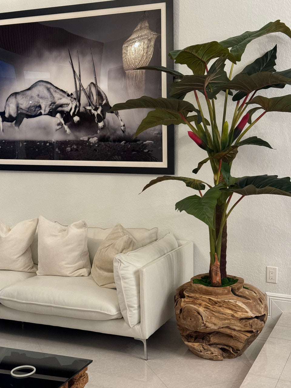 Xxl Coupe en Teck avec Alocasia Plante
