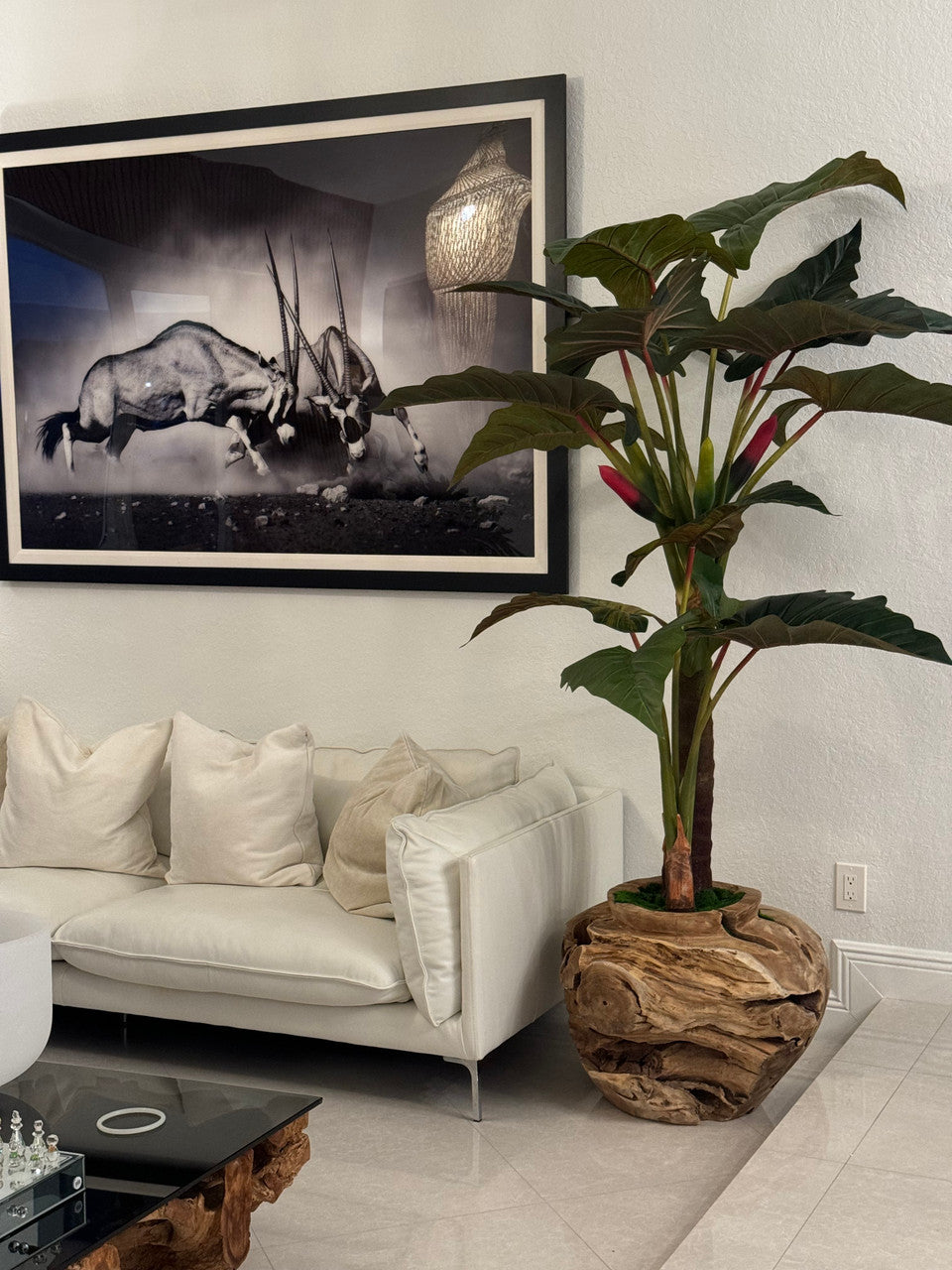 Xxl Coupe en Teck avec Alocasia Plante