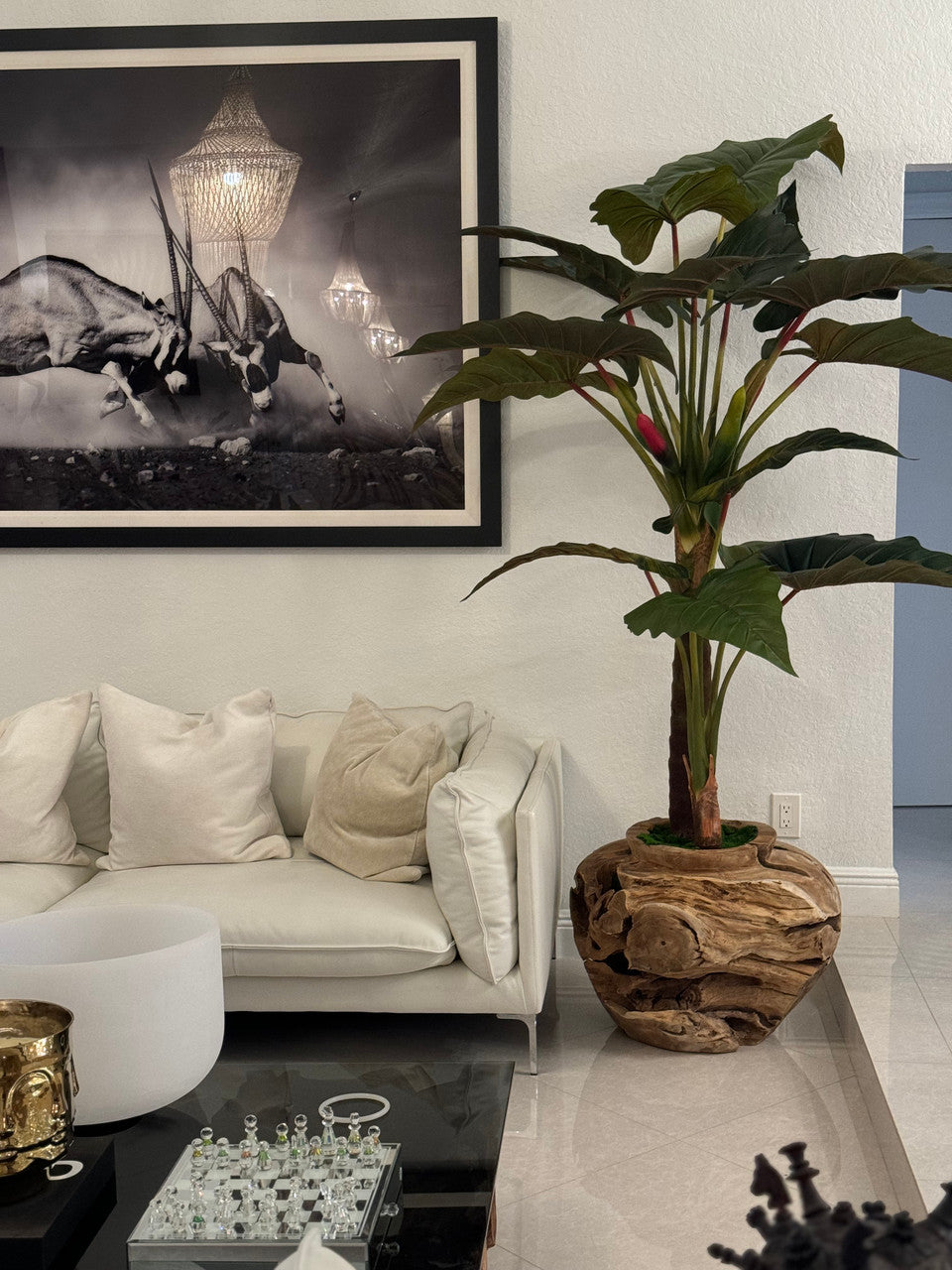 Xxl Coupe en Teck avec Alocasia Plante