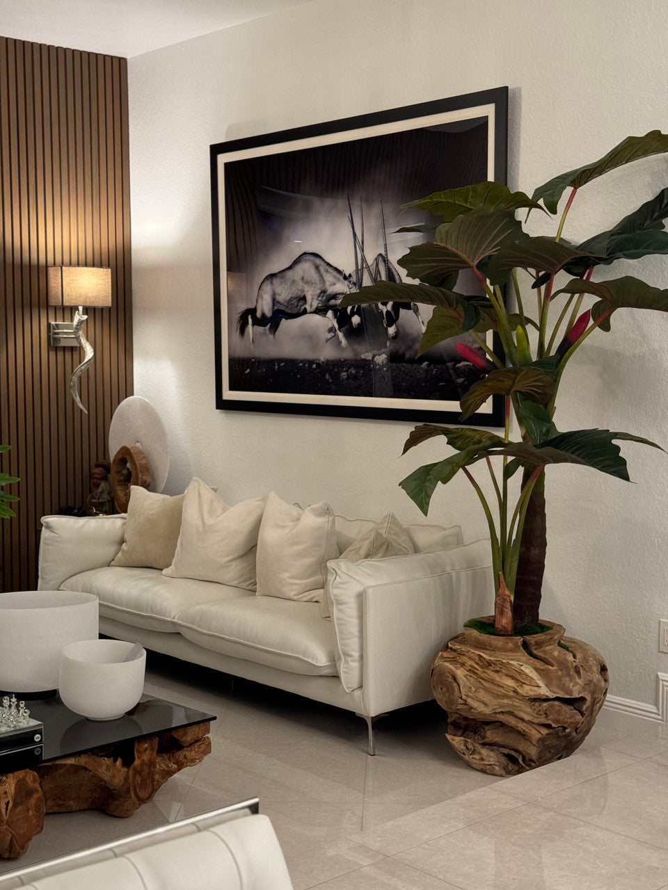 Xxl Coupe en Teck avec Alocasia Plante