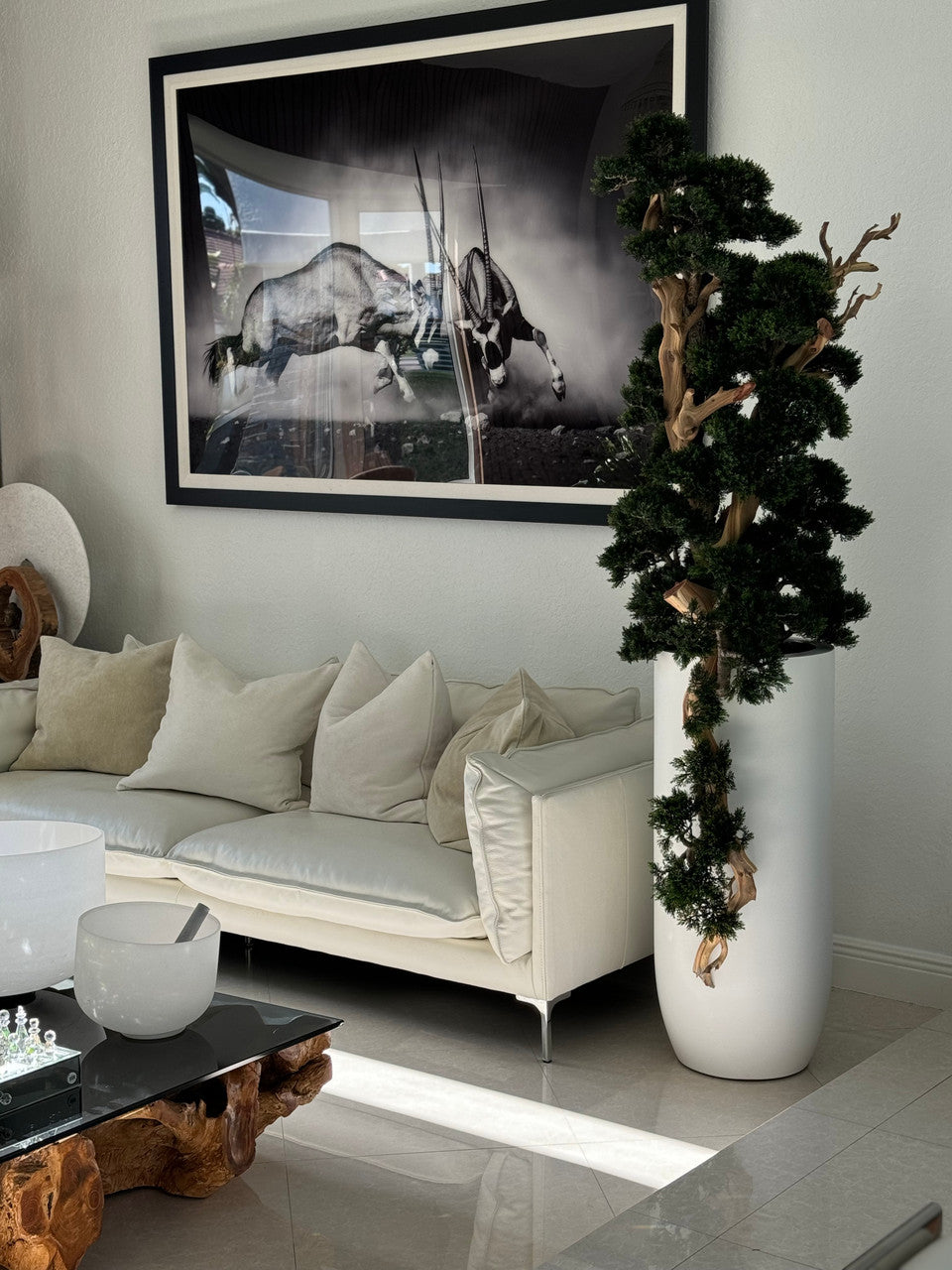Bonsaï en Blanc Mat Saint Tropez Pot