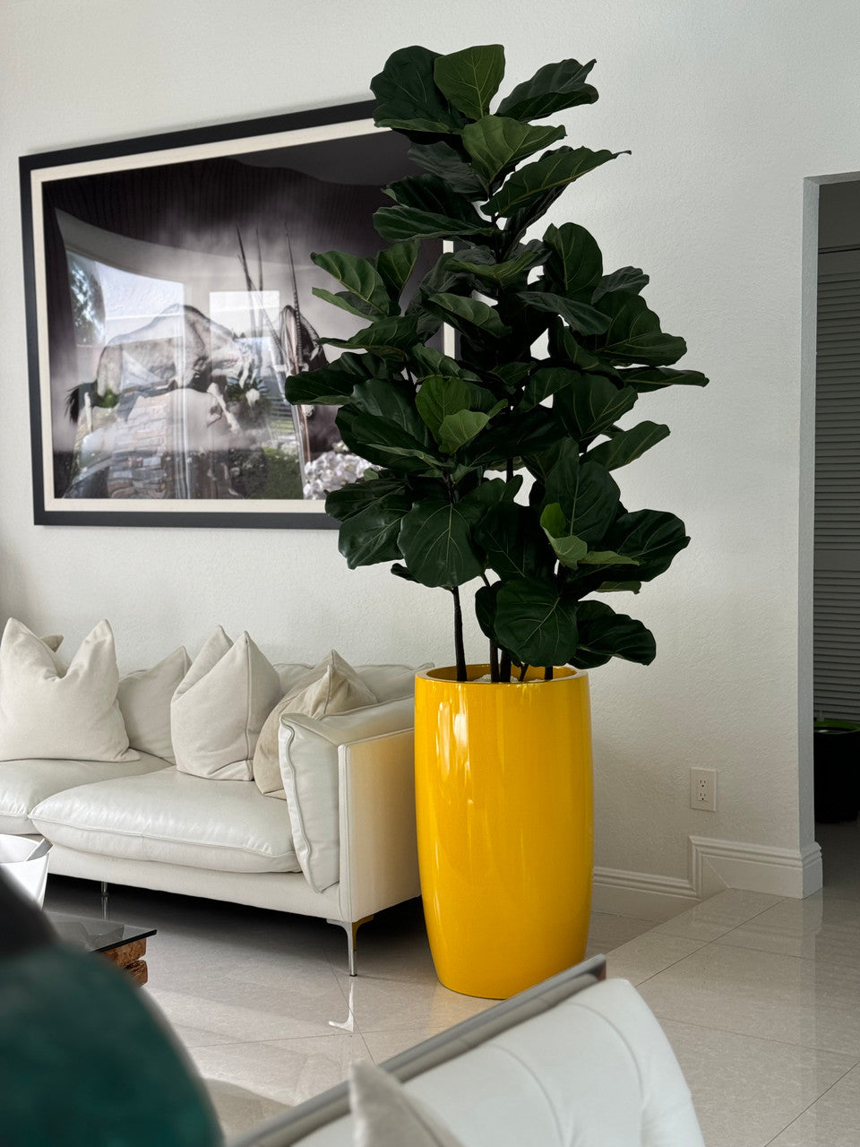 Figuier Lyre Arbre avec Brillant Jaune Lisbon Pot