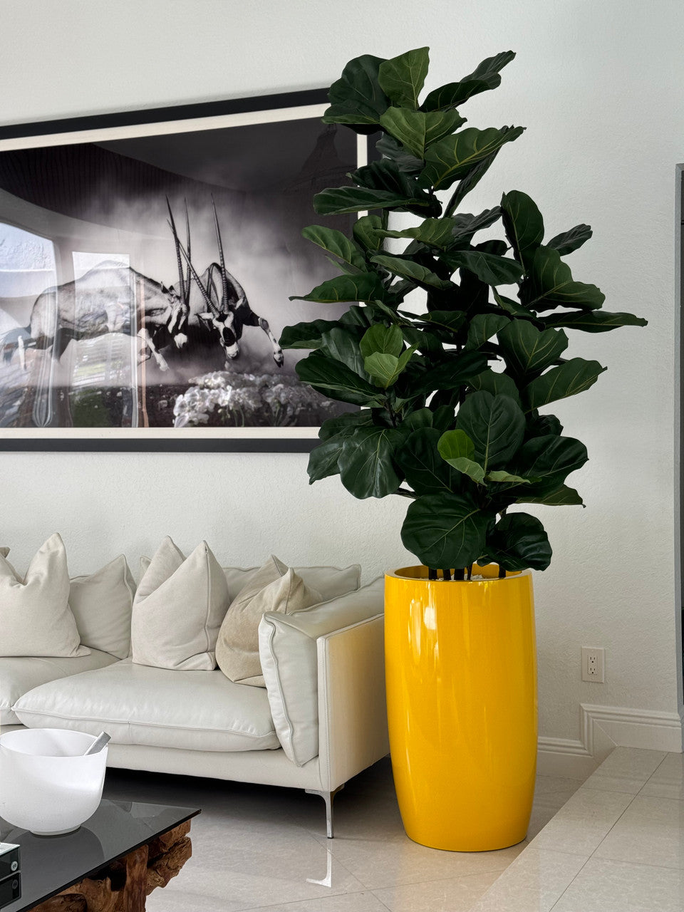 Figuier Lyre Arbre avec Brillant Jaune Lisbon Pot