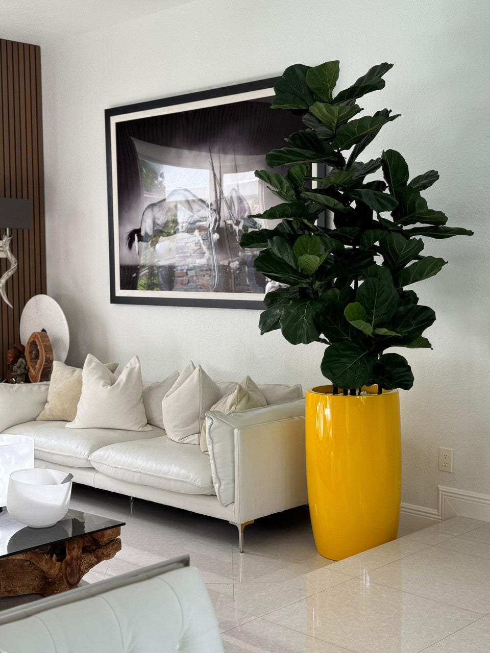 Figuier Lyre Arbre avec Brillant Jaune Lisbon Pot