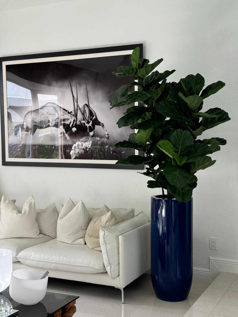 Figuier Lyre Arbre avec Brillant Cobalt Bleu St. Tropez Pot