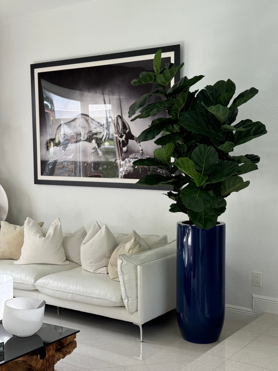 Figuier Lyre Arbre avec Brillant Cobalt Bleu St. Tropez Pot