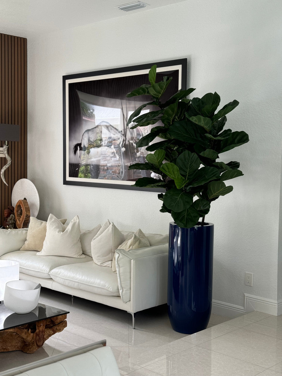 Figuier Lyre Arbre avec Brillant Cobalt Bleu St. Tropez Pot