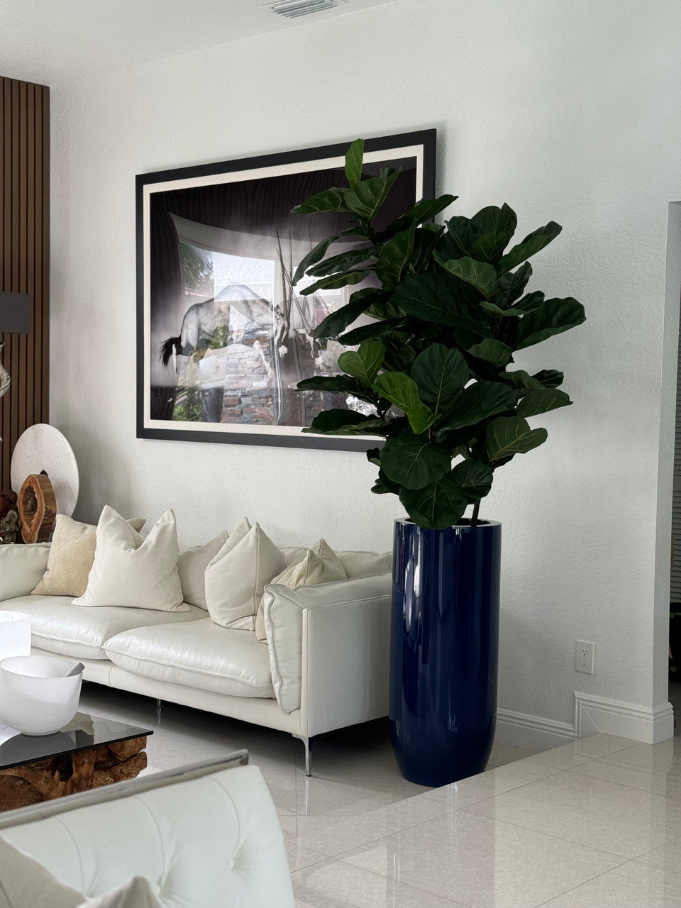 Figuier Lyre Arbre avec Brillant Cobalt Bleu St. Tropez Pot