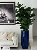 Figuier Lyre Arbre avec Brillant Cobalt Bleu St. Tropez Pot