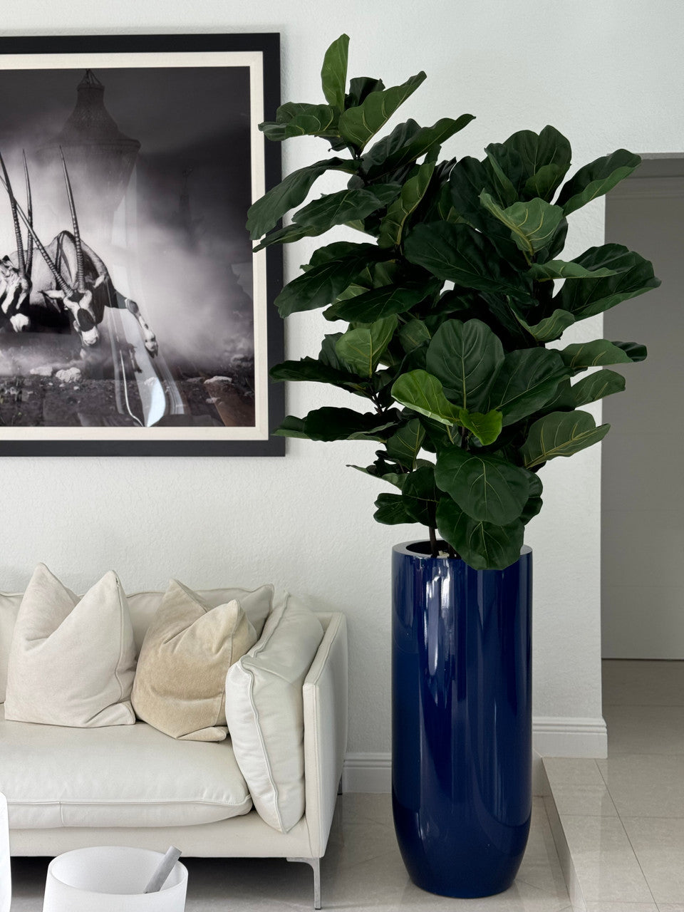 Figuier Lyre Arbre avec Brillant Cobalt Bleu St. Tropez Pot