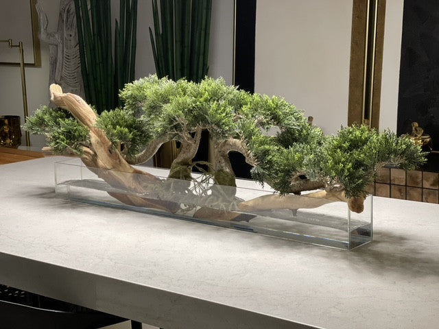 Trailing Cedar Bonsaï sur 91 Cm Pot Plateau en Verre
