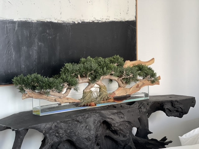 Trailing Cedar Bonsaï sur 91 Cm Pot Plateau en Verre