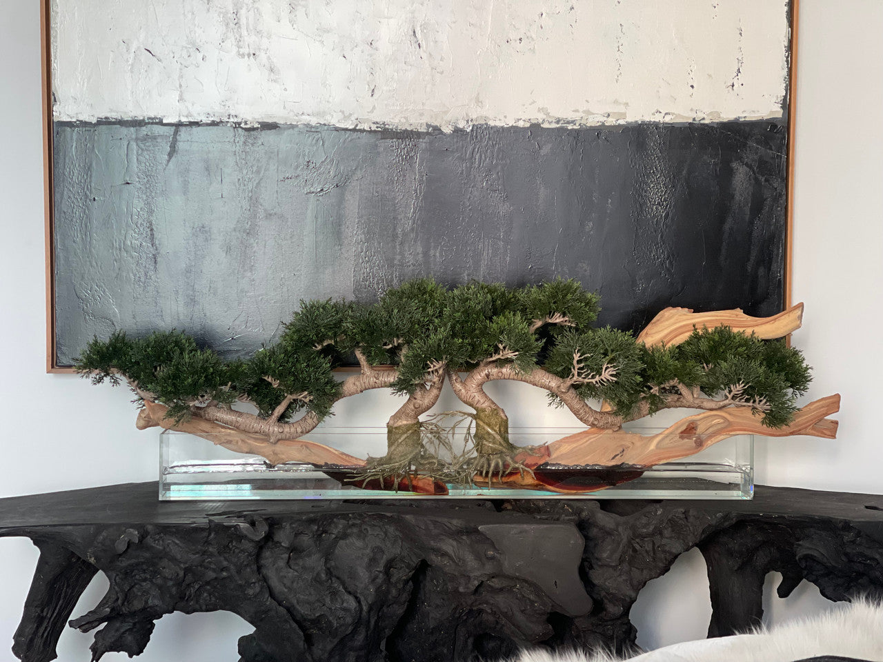Trailing Cedar Bonsaï sur 91 Cm Pot Plateau en Verre