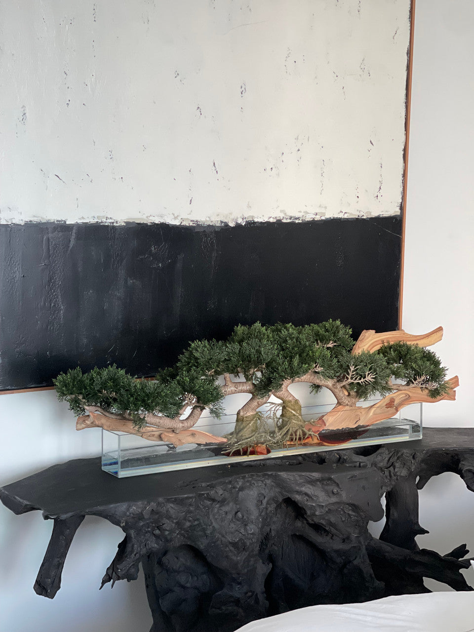 Trailing Cedar Bonsaï sur 91 Cm Pot Plateau en Verre