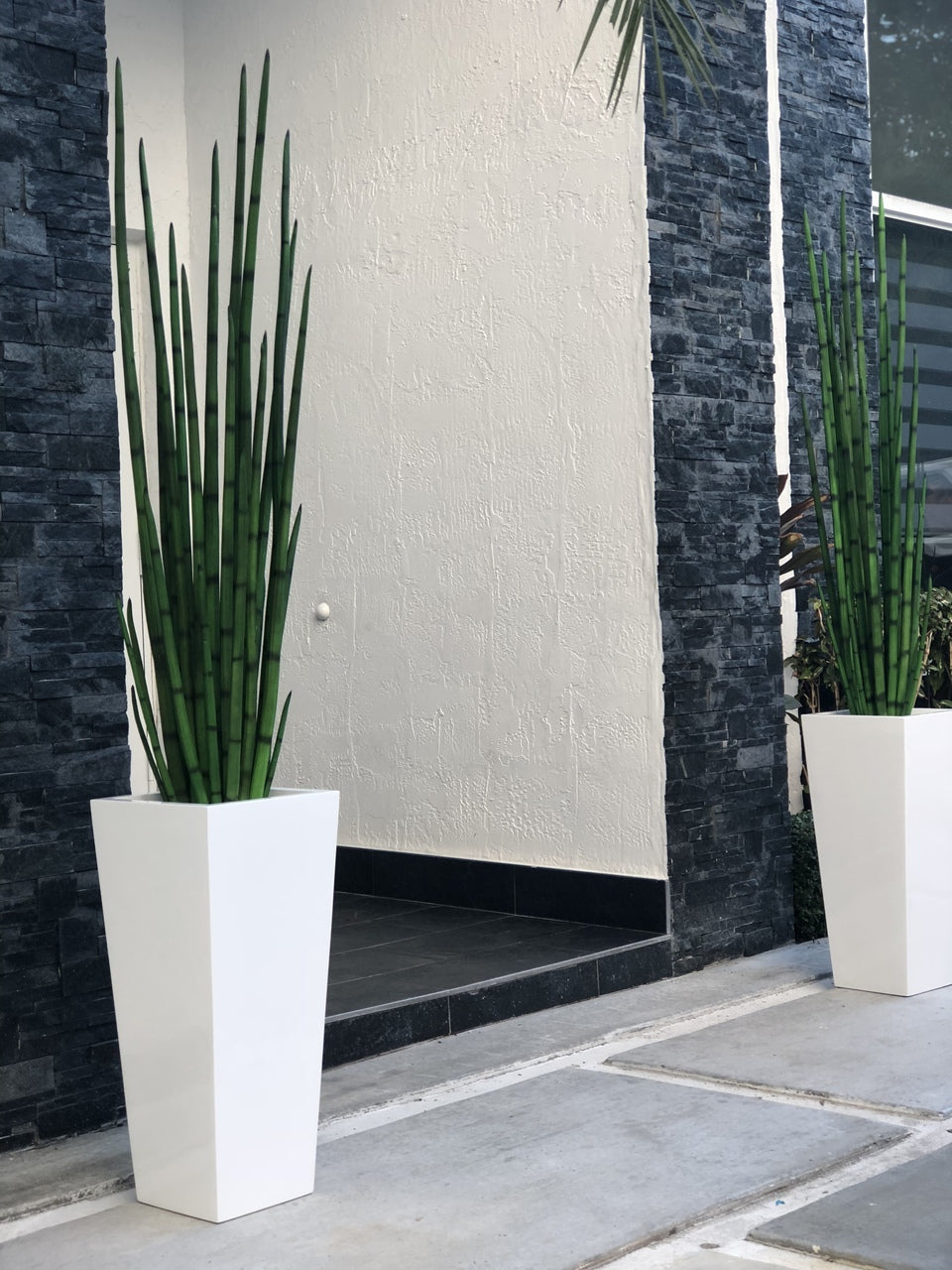 Sansevière (160 Cm) avec Beau M Pot en Blanc Brillant