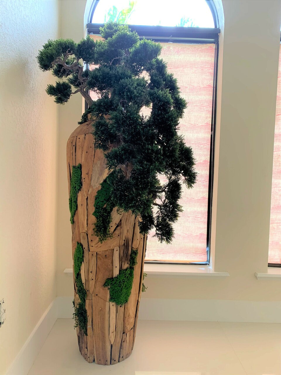 Très Grand Trailing Cedar Bonsaï sur One-de-A-Kind Teak Pot