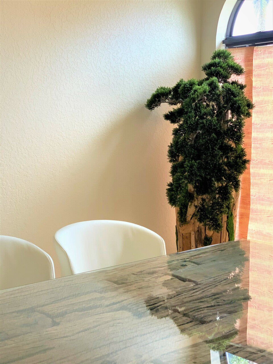 Très Grand Trailing Cedar Bonsaï sur One-de-A-Kind Teak Pot