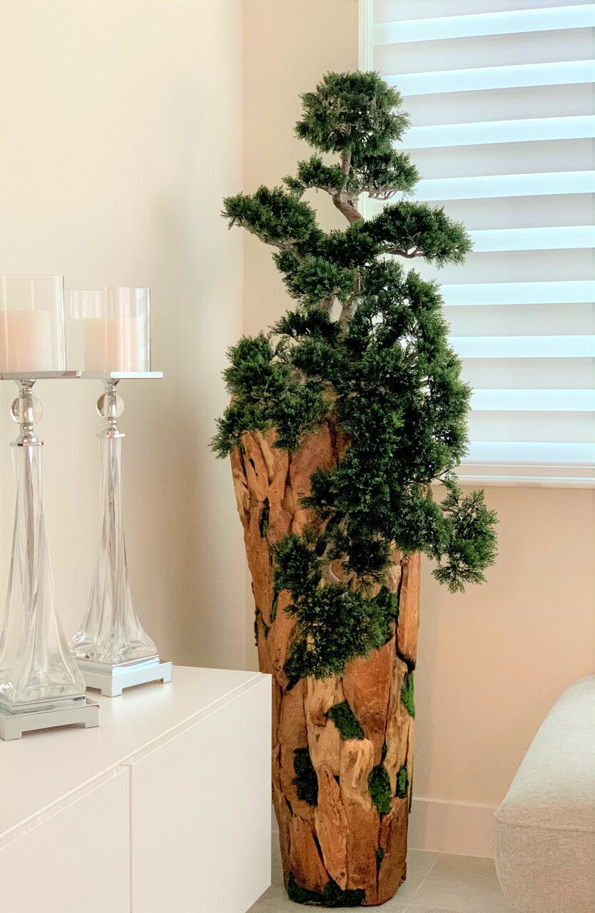 Grand Trailing Cedar Bonsaï sur One-de-A-Kind Teak Pot