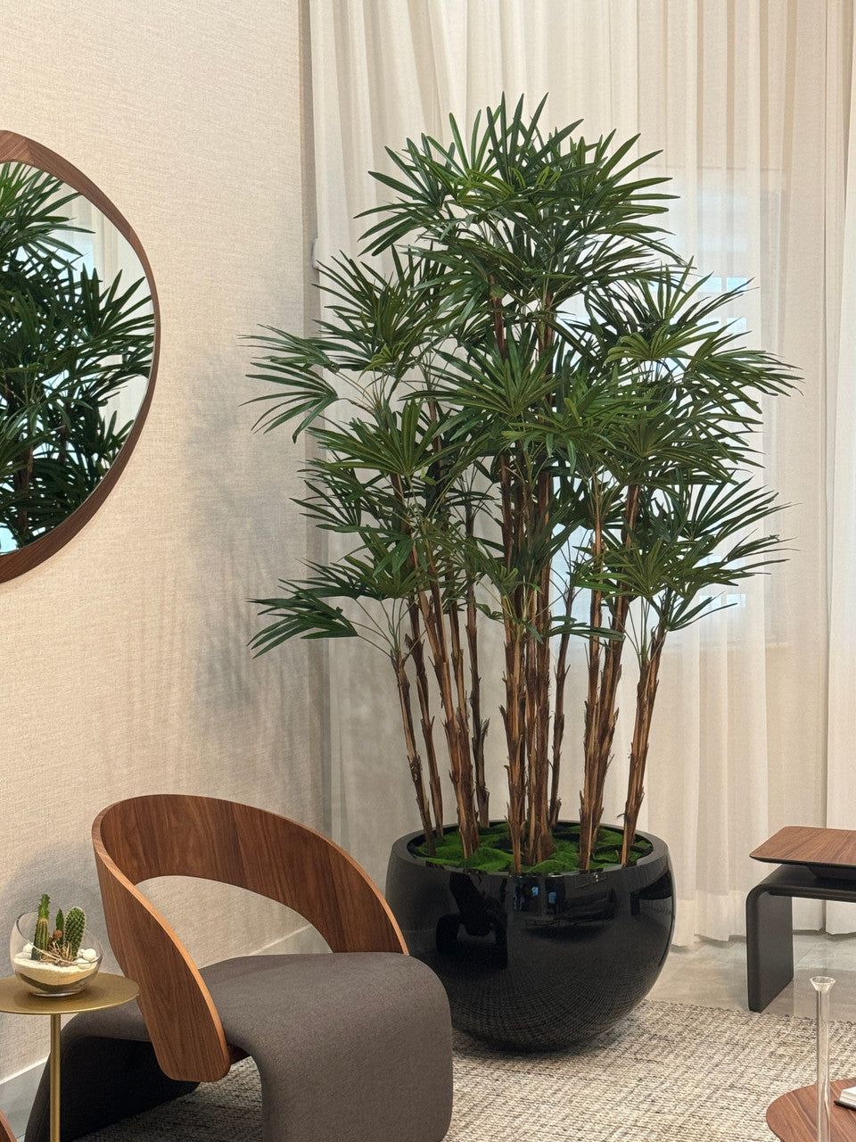 Noir Terragona Pot avec Palmier Rhapis