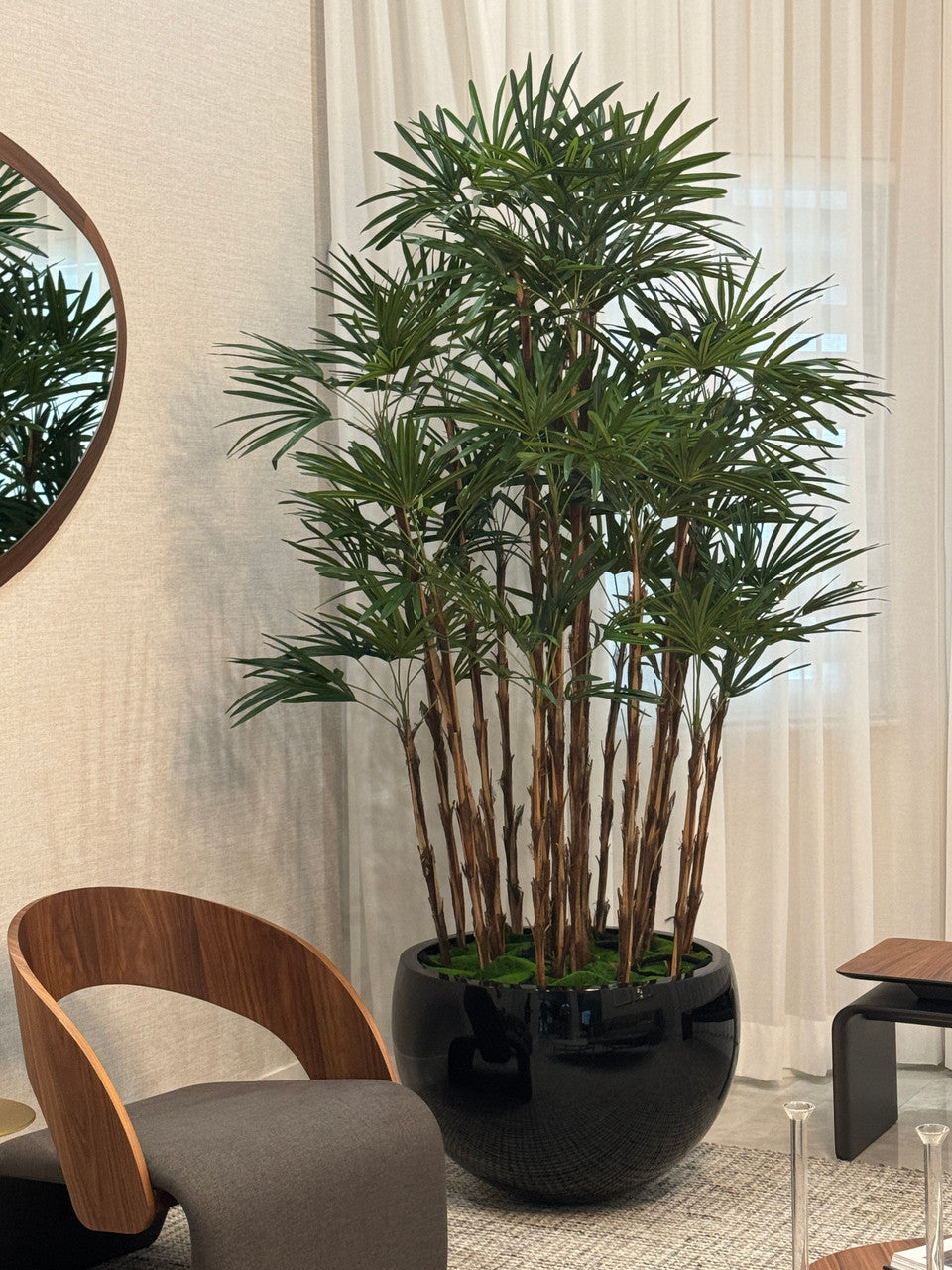Noir Terragona Pot avec Palmier Rhapis