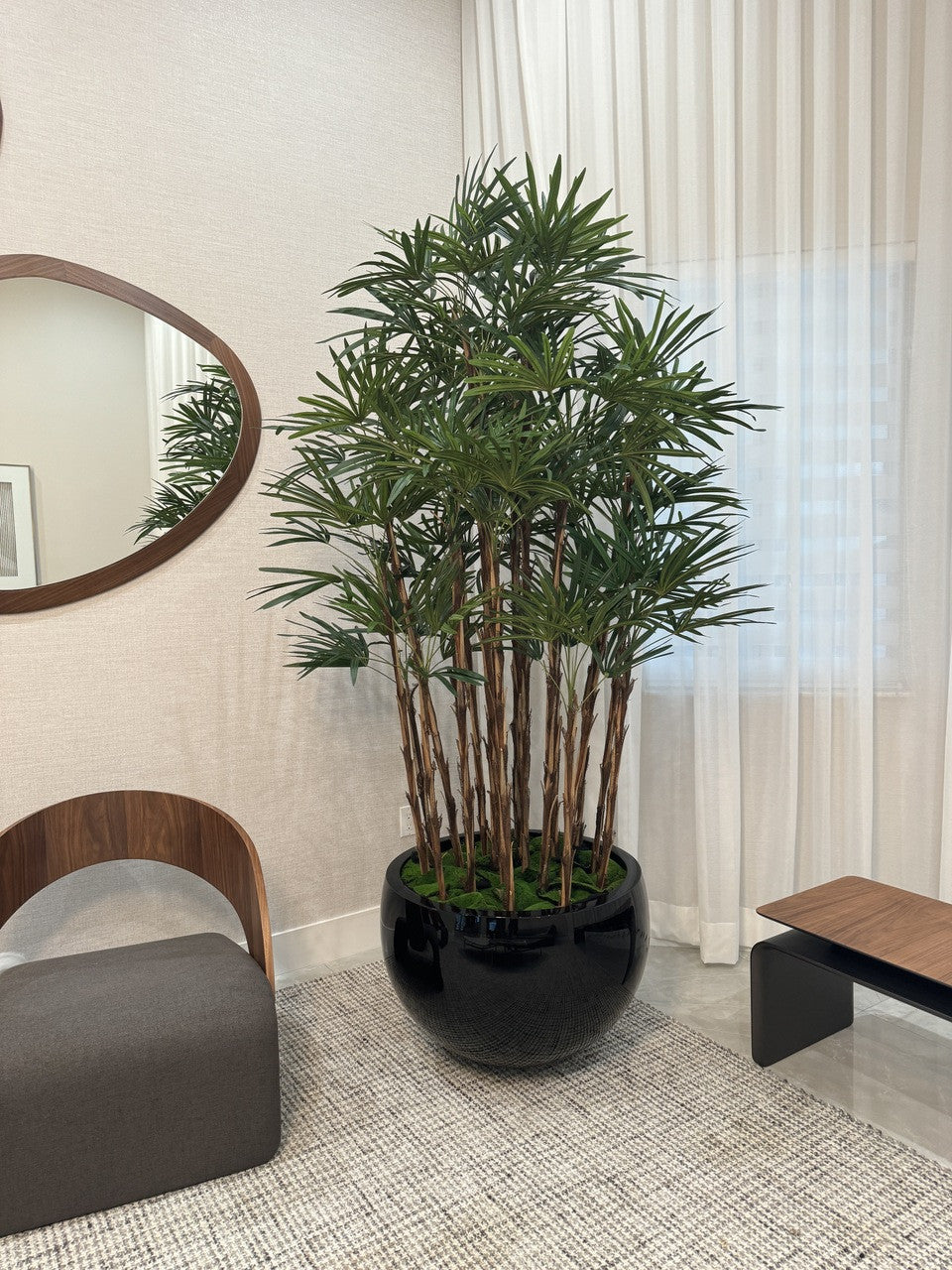Noir Terragona Pot avec Palmier Rhapis