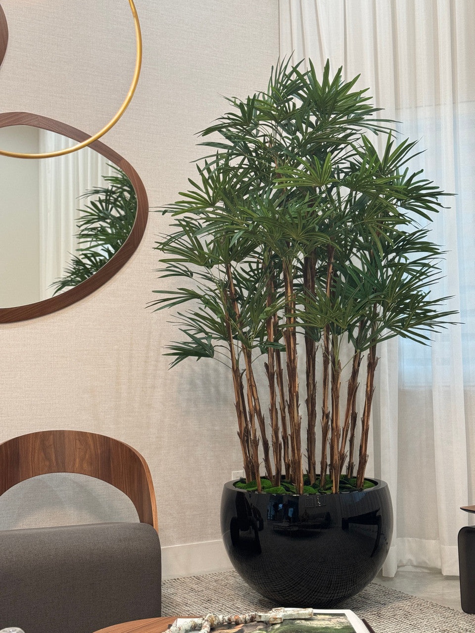 Noir Terragona Pot avec Palmier Rhapis