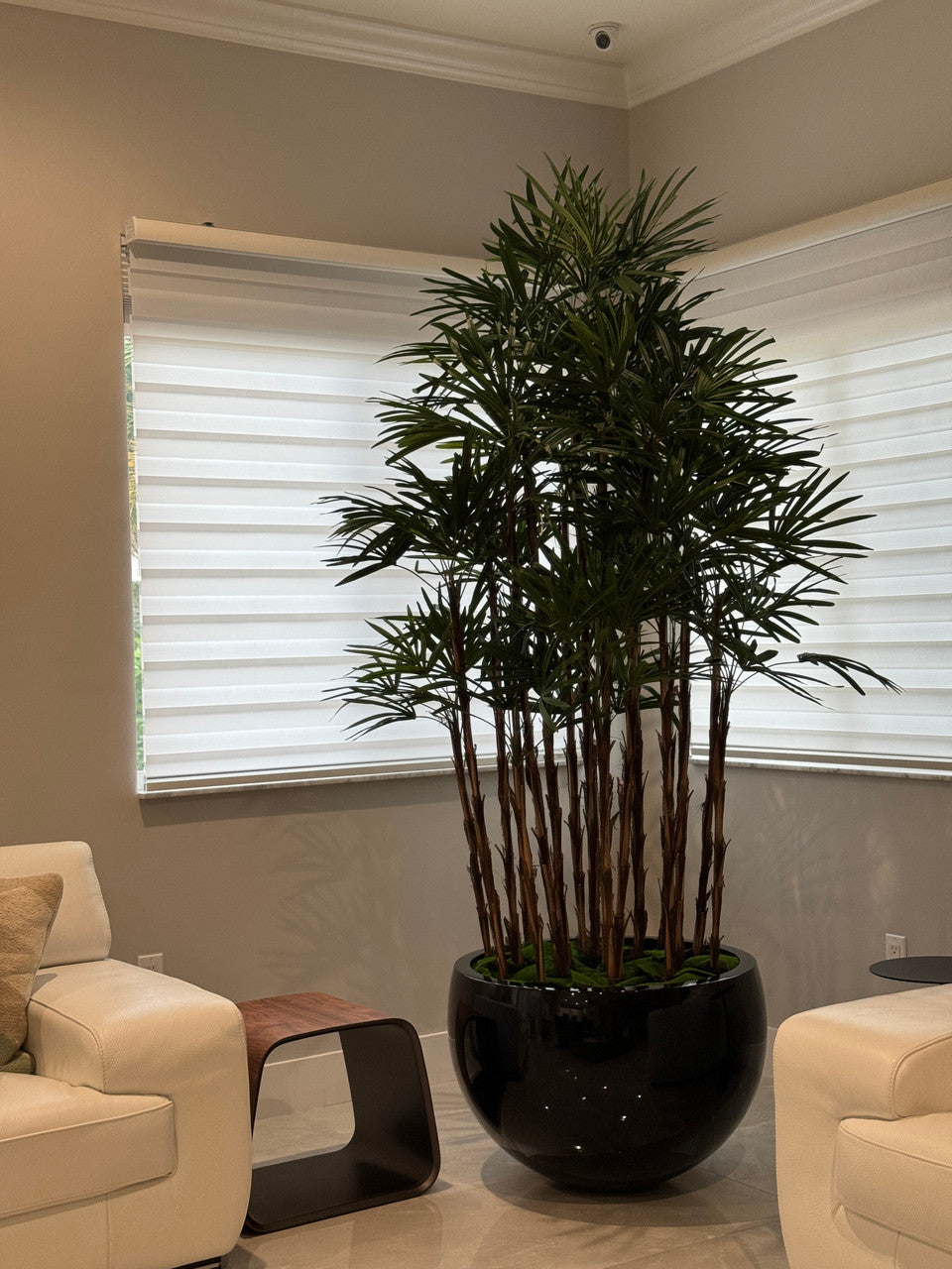 Noir Terragona Pot avec Palmier Rhapis