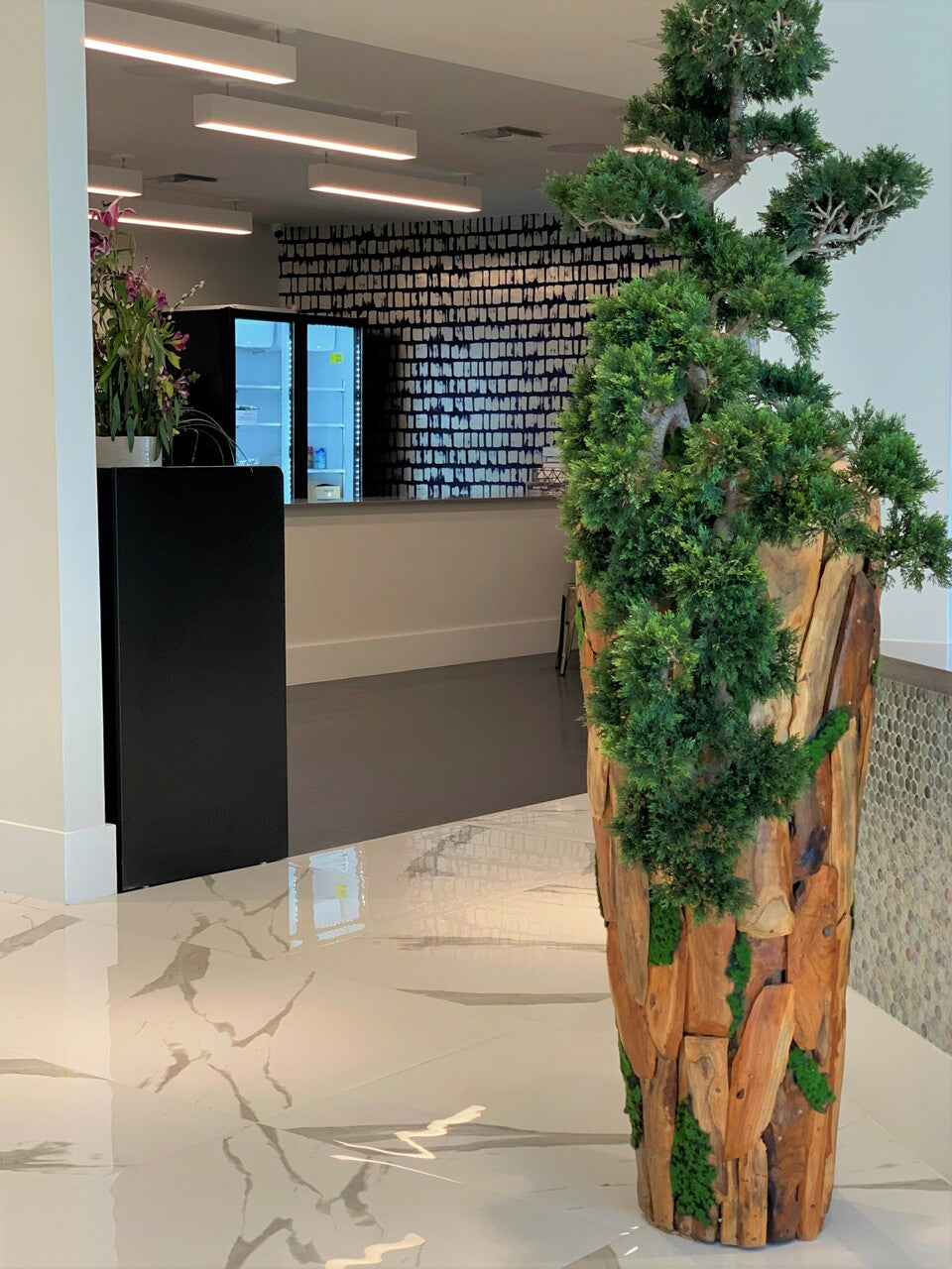 Grand Trailing Cedar Bonsaï sur One-de-A-Kind Teak Pot